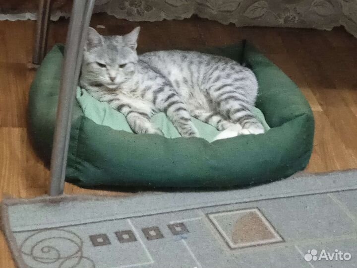 Курильский бобтейл
