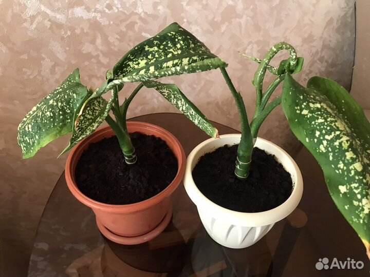 Диффенбахия