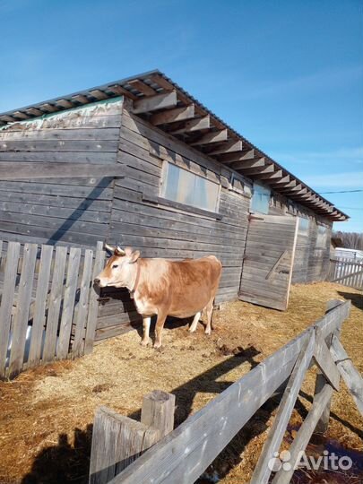 Животноводческая ферма продаю