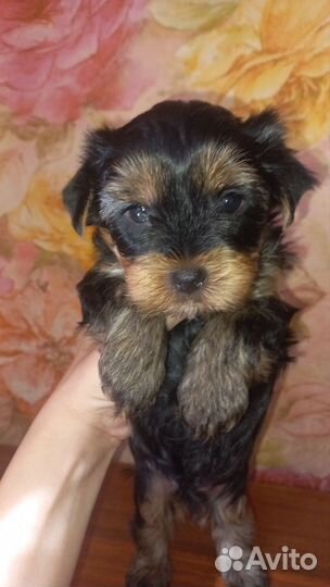 Йоркширский терьер щенки