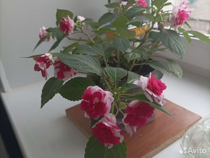 Бальзамин (ванька мокрый)