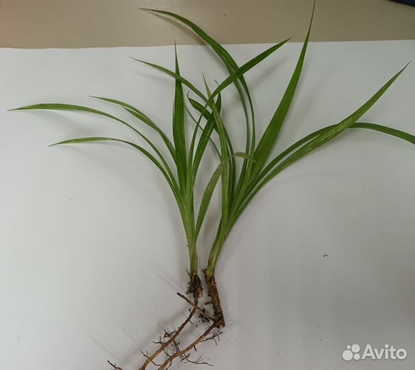 Пальма панданус