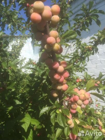 Саженцы сливы