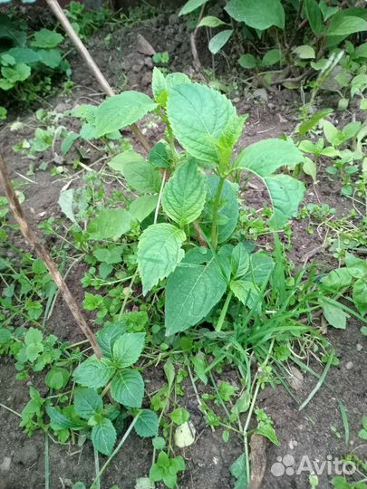 Гортензия крупнолистная розовая