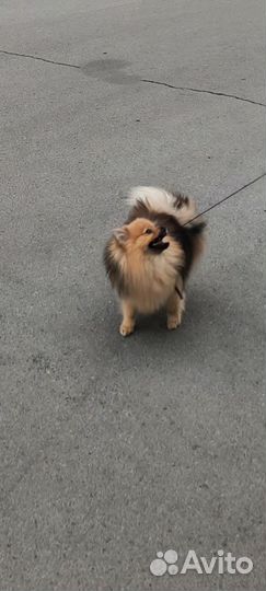 Померанский шпиц девочка