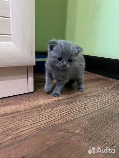 Шотландские котята