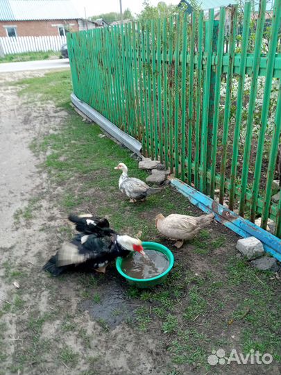 Инкубационное яйцо индоуток