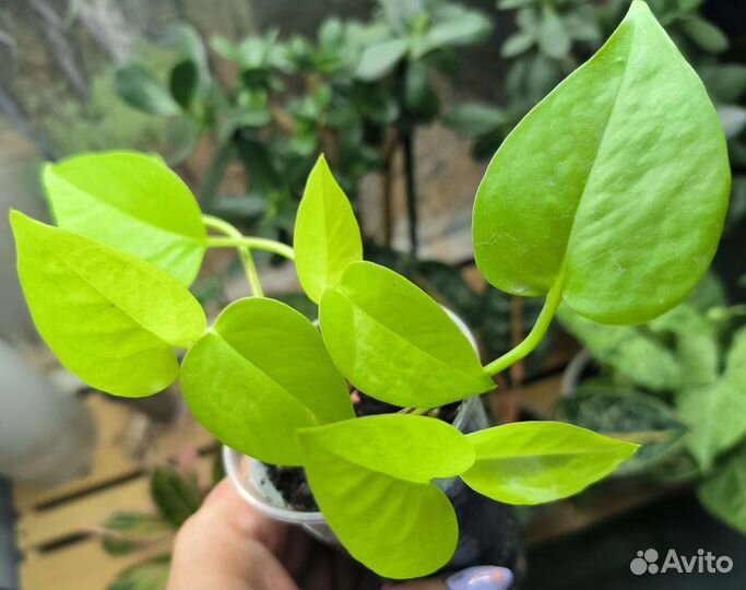 Сциндапсус неон