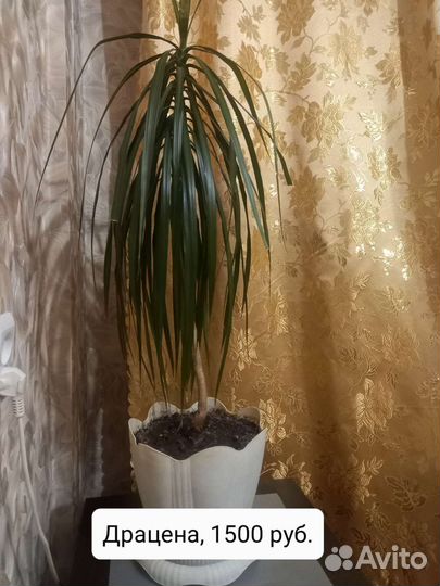 Пальма драцена