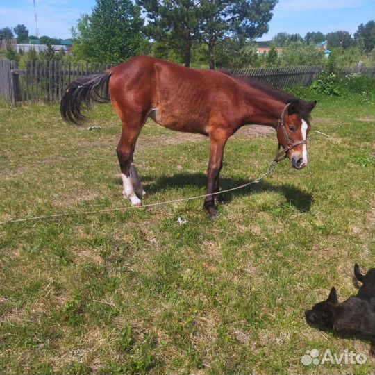 Лошадь жеребец