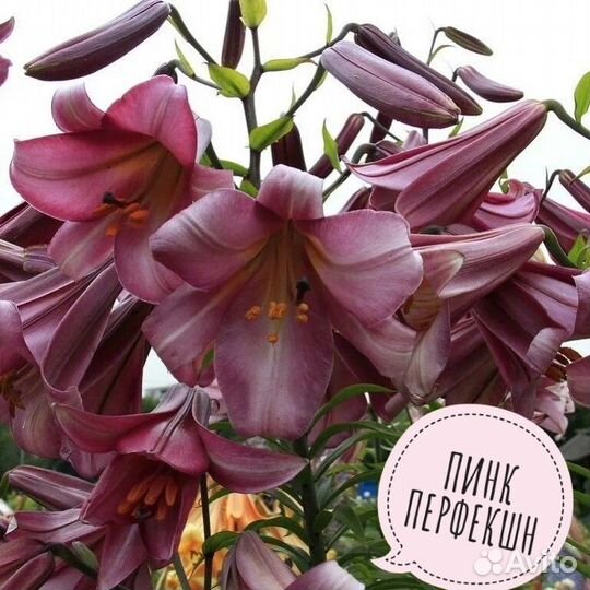 Лилии махровые и трубчатые