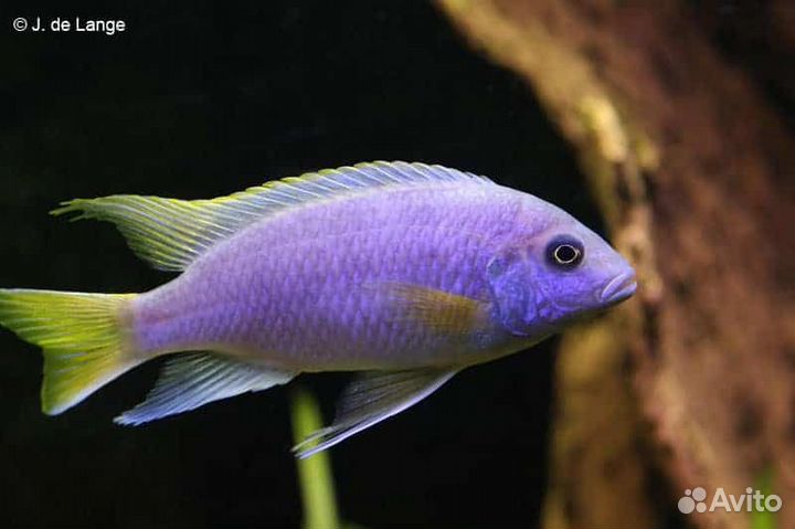 Малавийские цихлиды, аквариумные рыбки