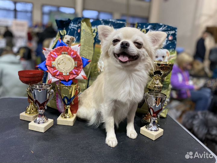 Кобель чихуа для вязки