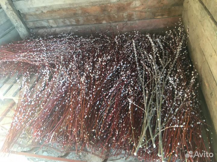 Верба красная / серая Кубанская