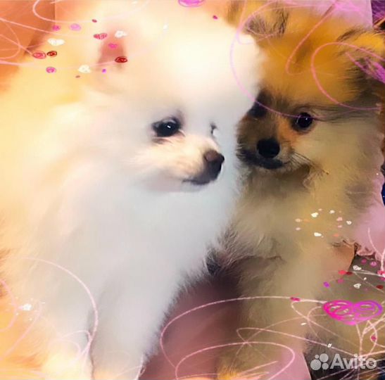 Щенки шпица мини