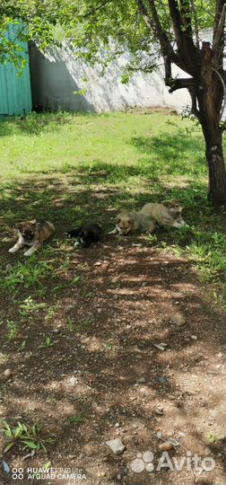 Щенки 2 месяца