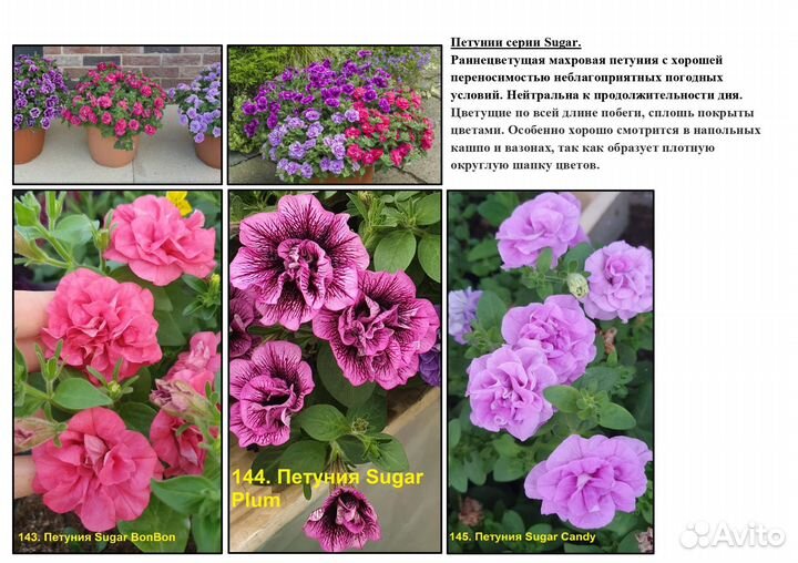 Вегетативная петуния и коллекционная мята