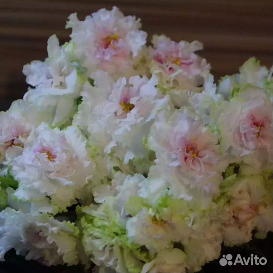 Черенки сортовых фиалочек