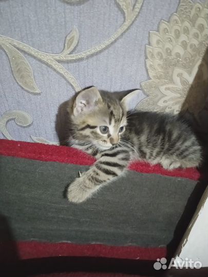Котенок в добрые руки