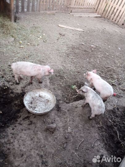 Поросята