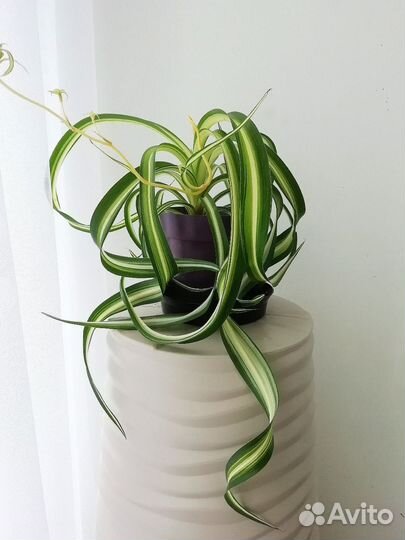 Хлорофитум 