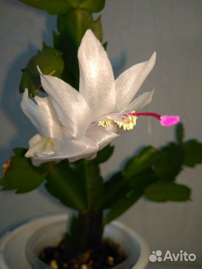 Декабристы, укорененные черенки