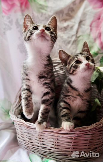 Котята 3 месяца