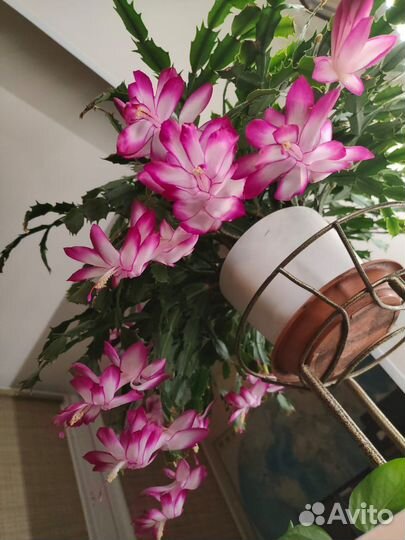 Комнатный цветок декабрист