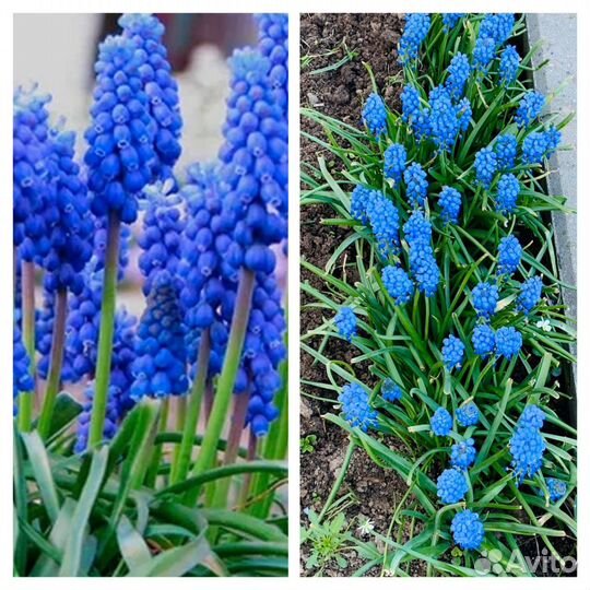 Многолетние растения и цветы