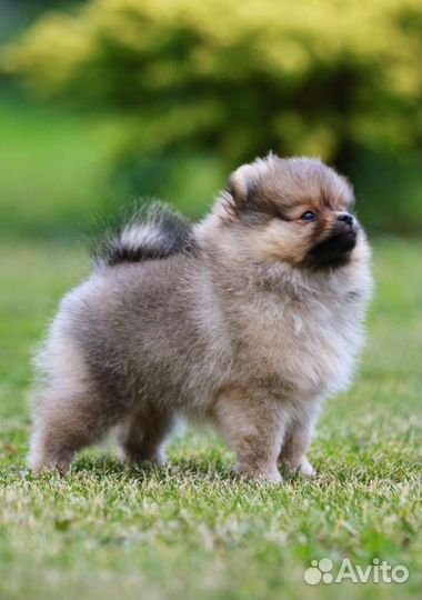Шпиц щенок померанский мальчик