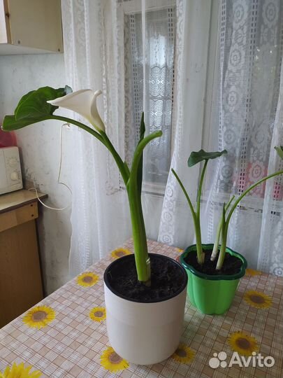 Дендробиум фаленопсис,каллы,алоэ