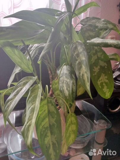 Комнатные цветы