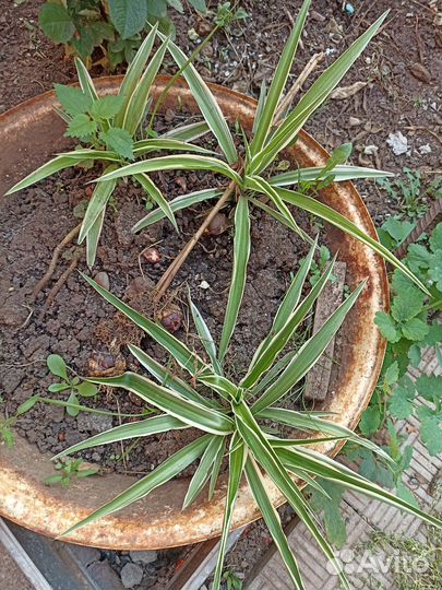 Отростки хлорофитума