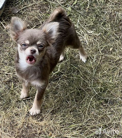 Чихуахуа мини лилово-подпалая девочка