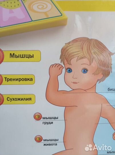 Говорящая анатомия - электронный плакат