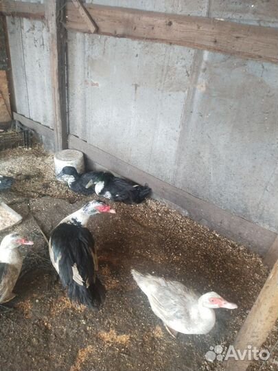 Мускусные утки