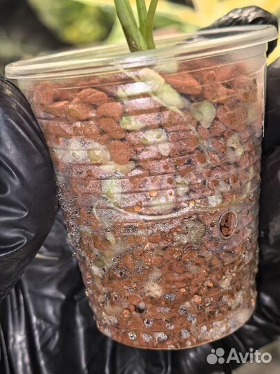 Алоказия Синуата минт