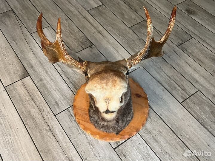 Чучело головы лося