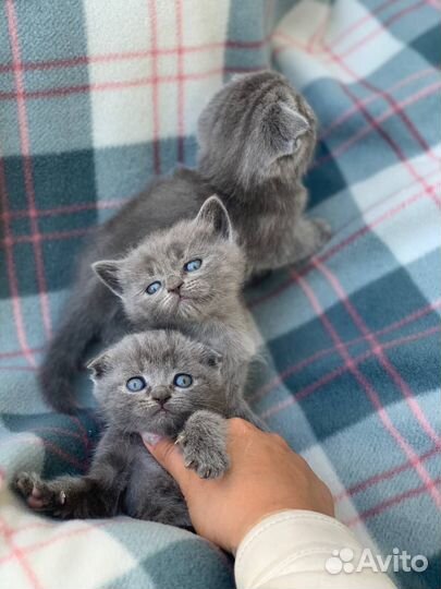 Британская кошка