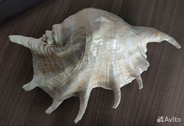 Морские ракушки раковины