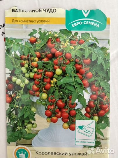 Рассада помидор черри