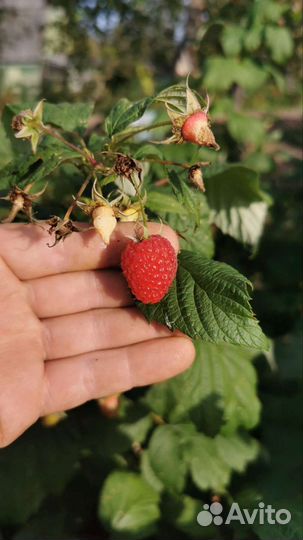 Ремонтантная малина