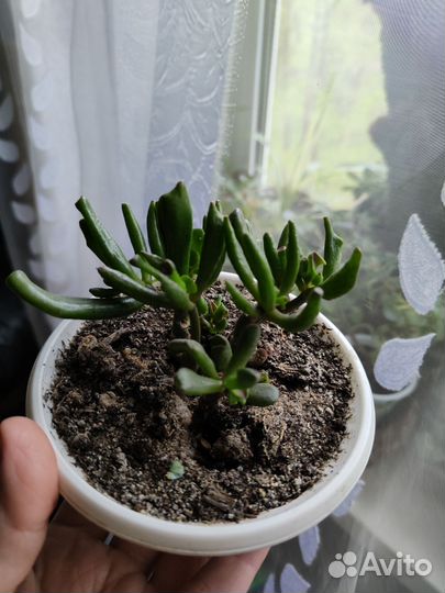 Комнатные растения цветы