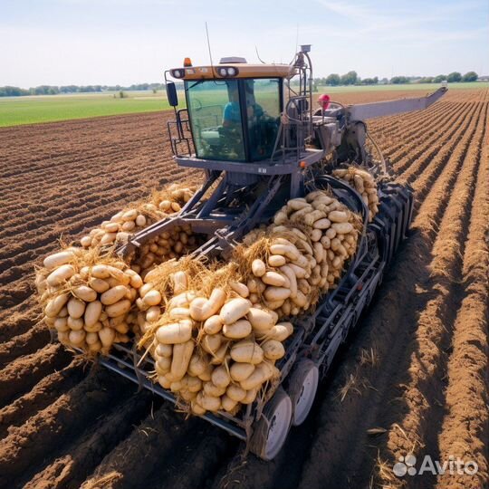 Перевозка картофеля большими партиями