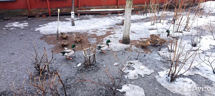 Утки подсадные для охоты