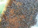 Пчелопакеты с 20.05.2023. Пчелы от