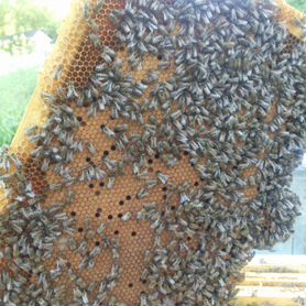 Пчелопакеты с 20.05.2024. Пчелы от
