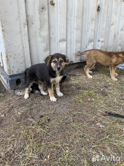Щенок в добрые руки бесплатно