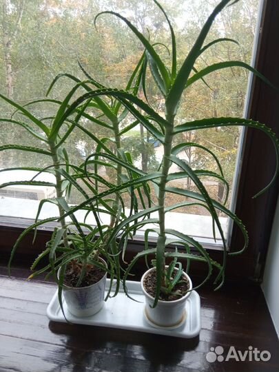 Алоэ столетник