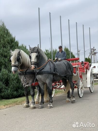Продается пара першеронов